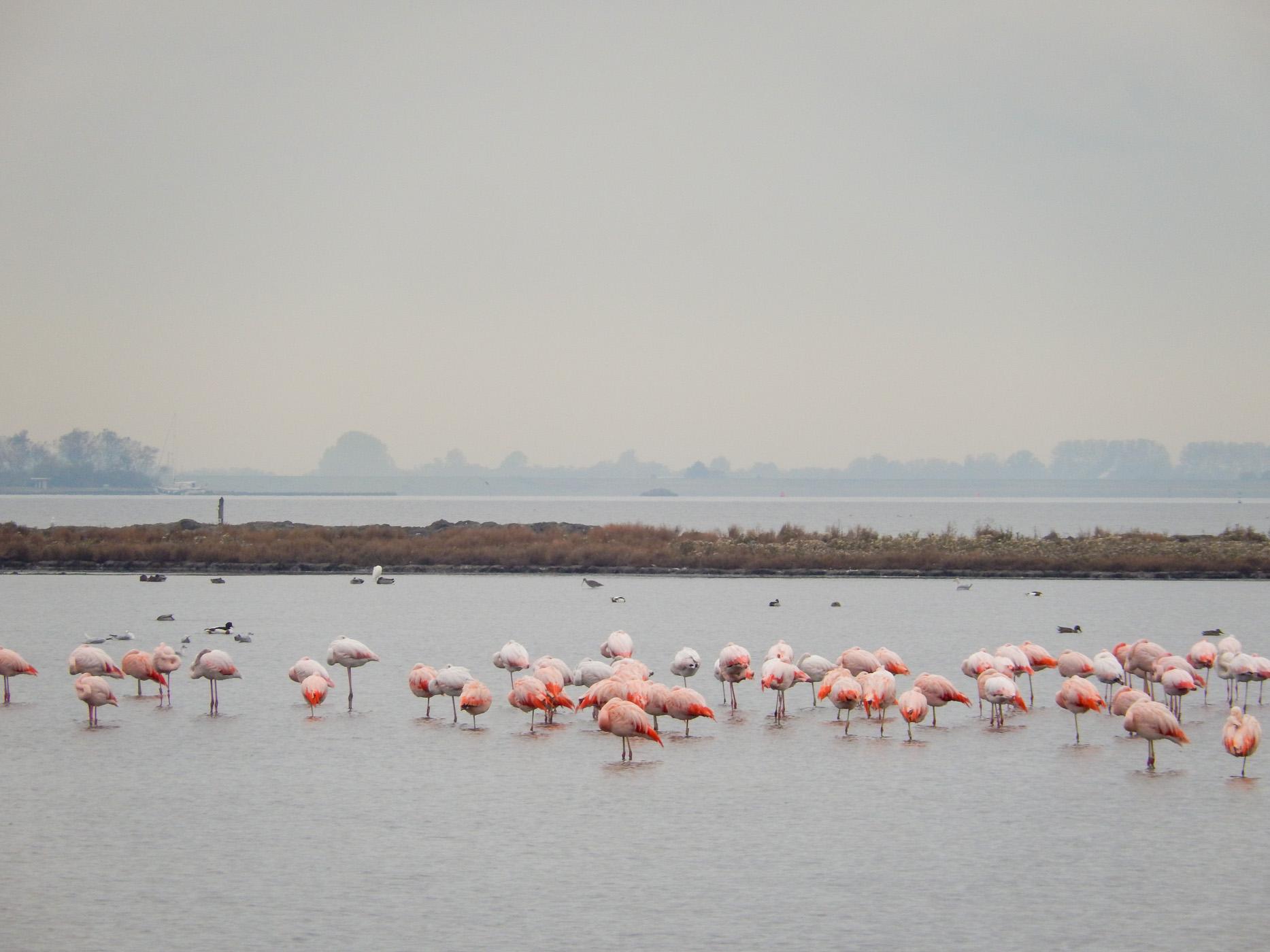 Flamingos Grevelingenmeer