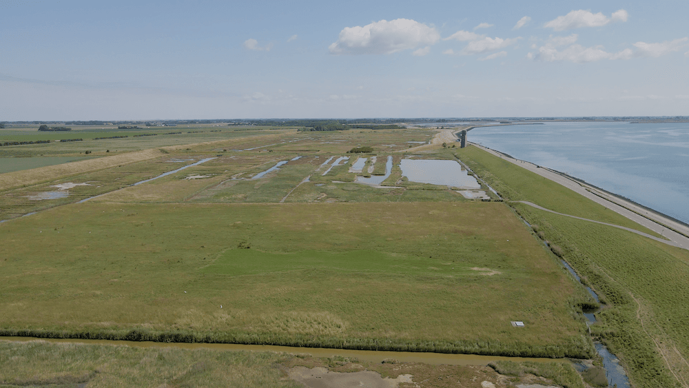 Burgh-Haamstede-natur-plompetoren