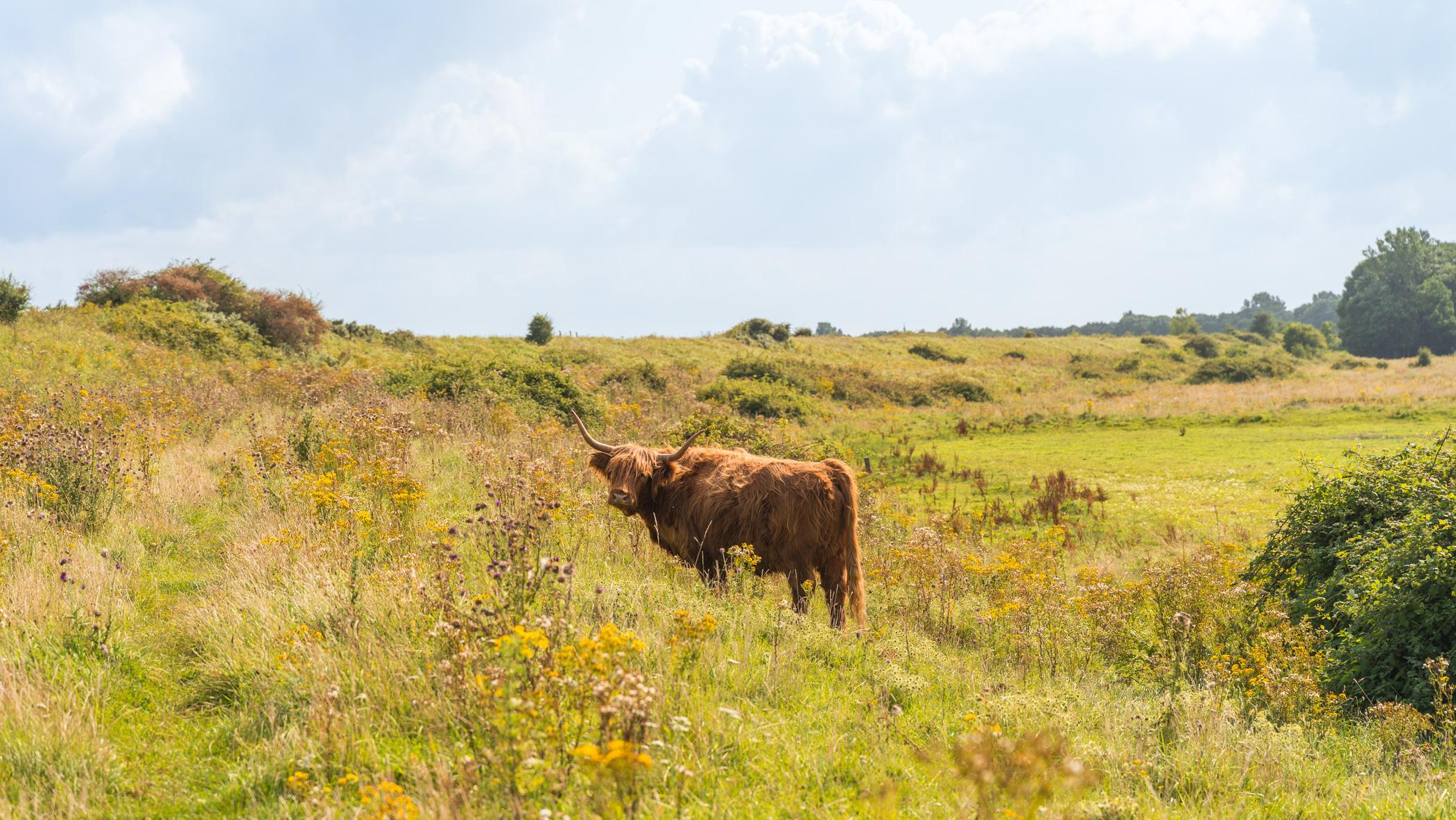 Kamperland natuurgebied Schotsman