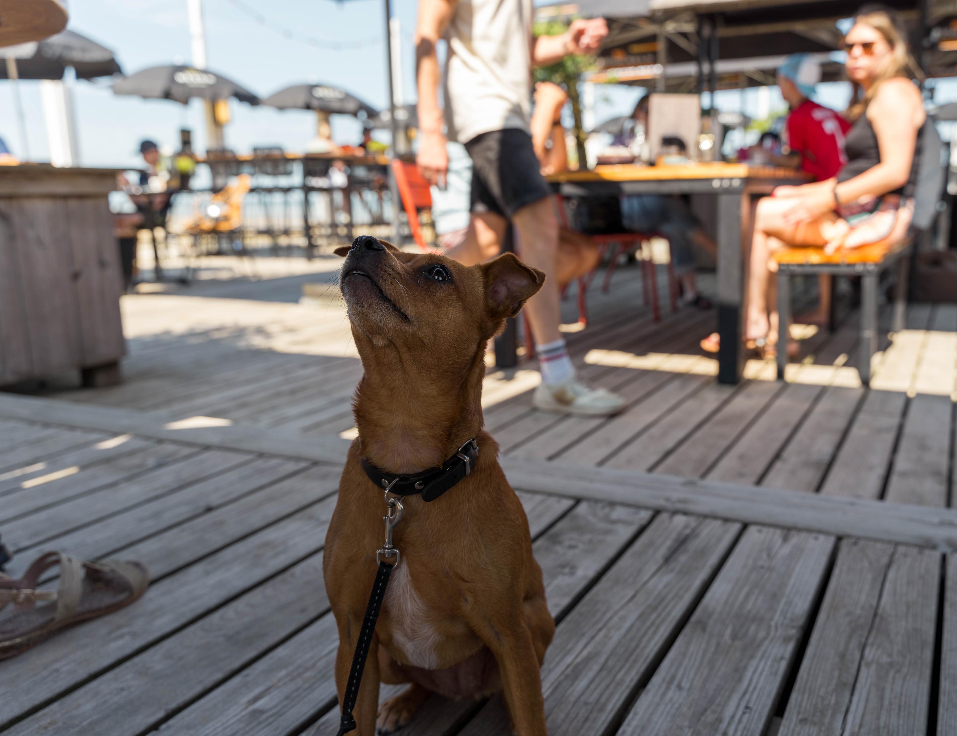 Strandpaviljoen hond Nieuwvliet-Bad