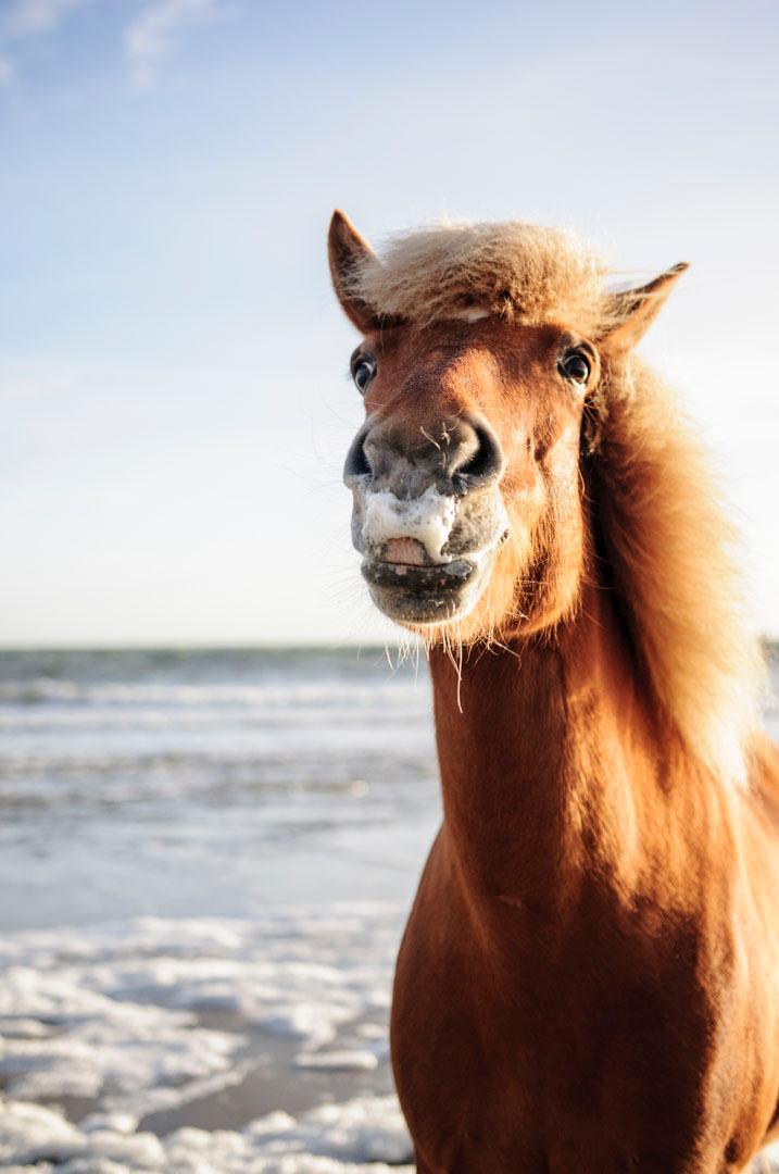 paard op strand in zeeland