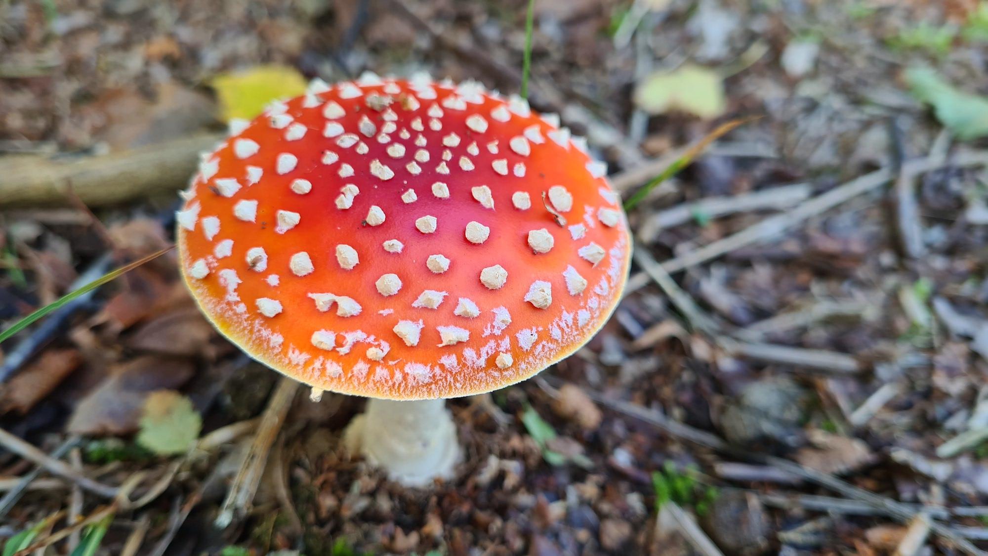 Paddenstoel rood met witte stippen