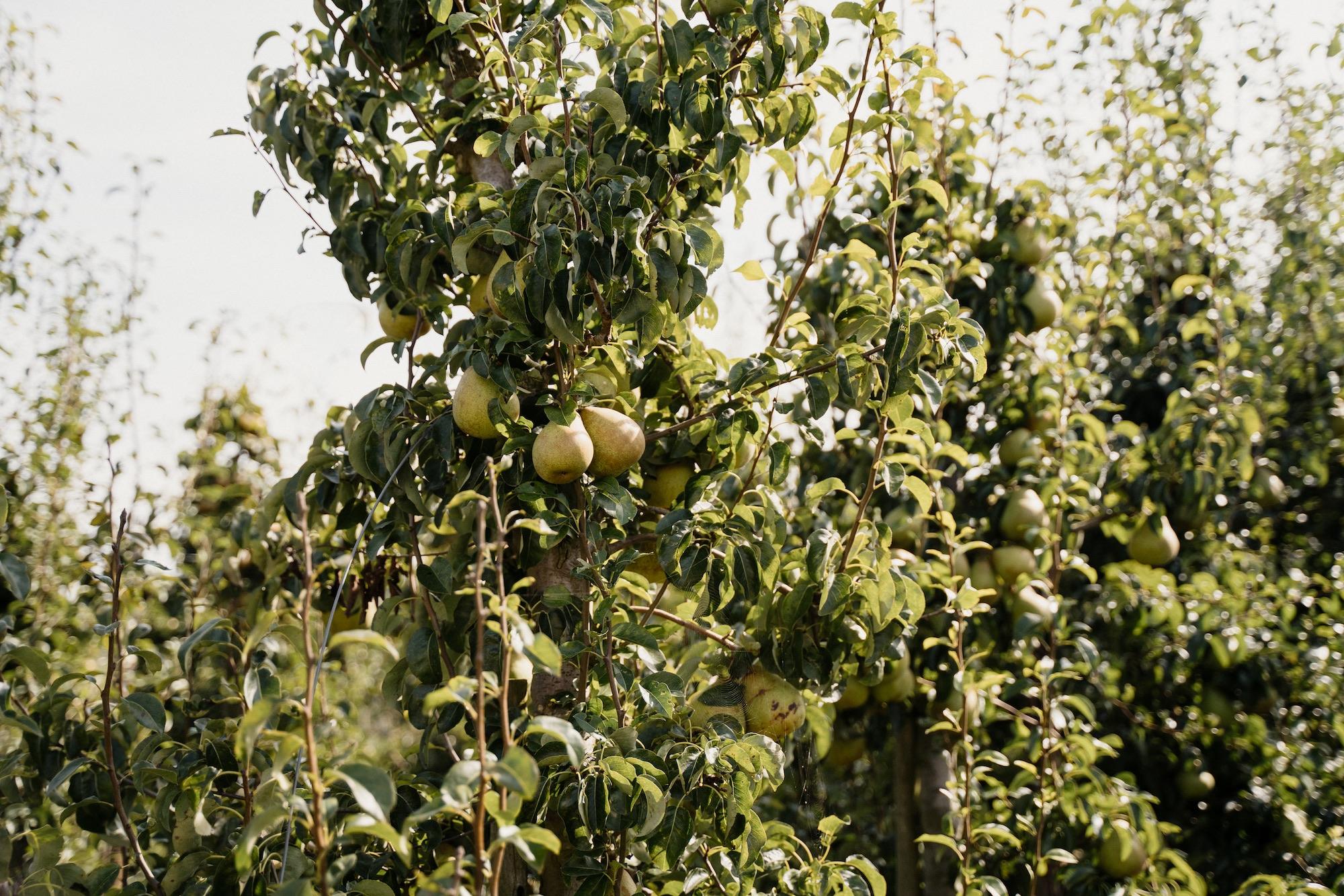 Perenboom Zwaakse Weel