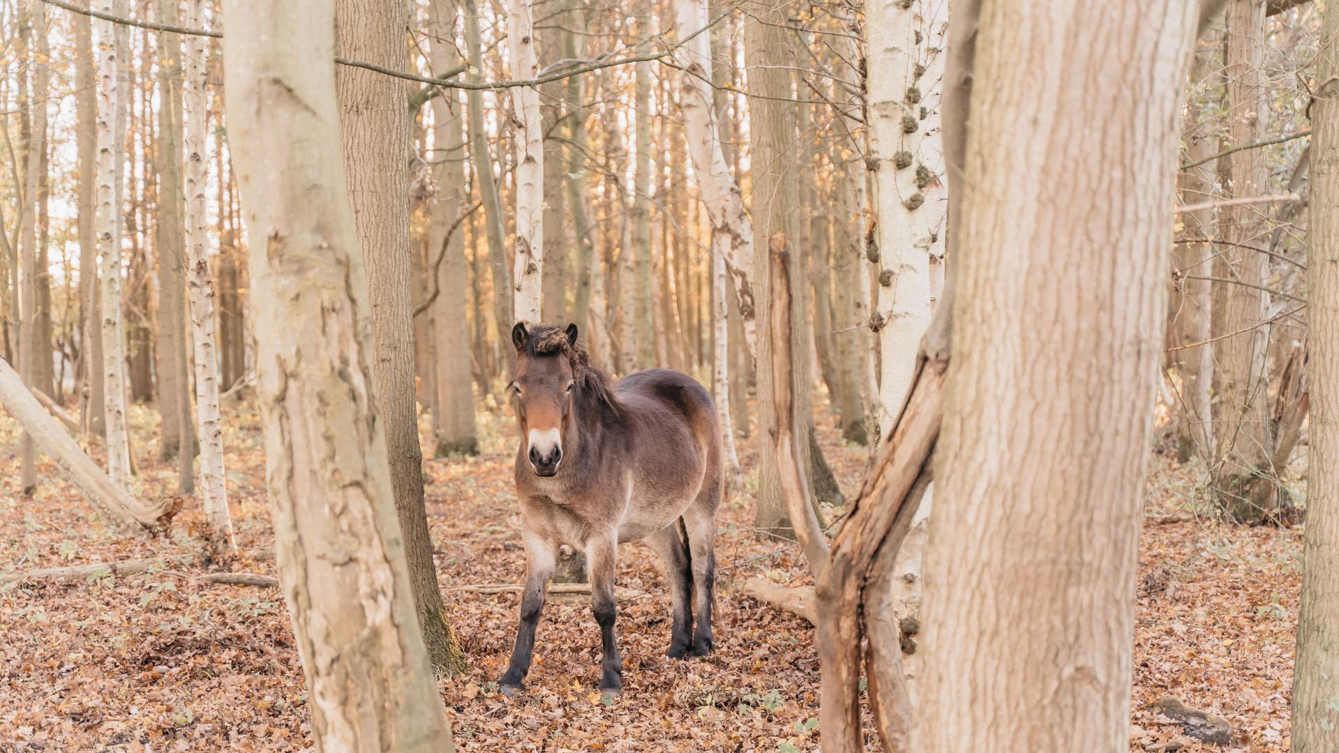 Paarden Kamperland