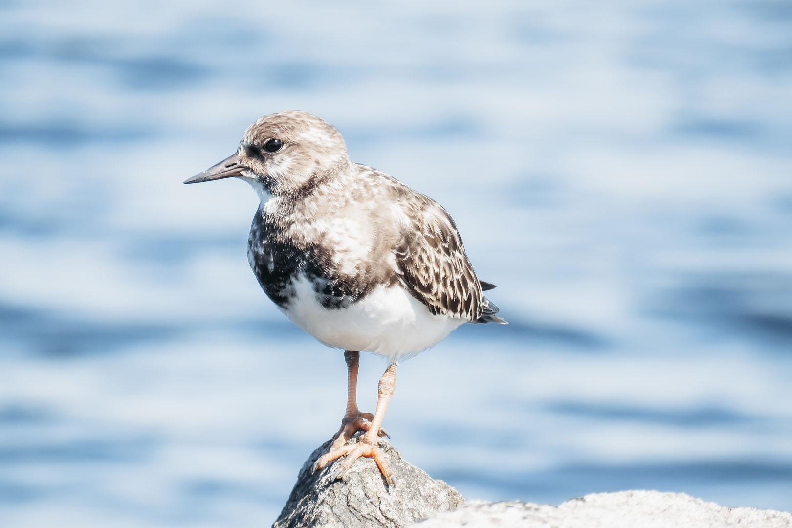 Vogelgebiete in West-Zeeuws-Vlaanderen 