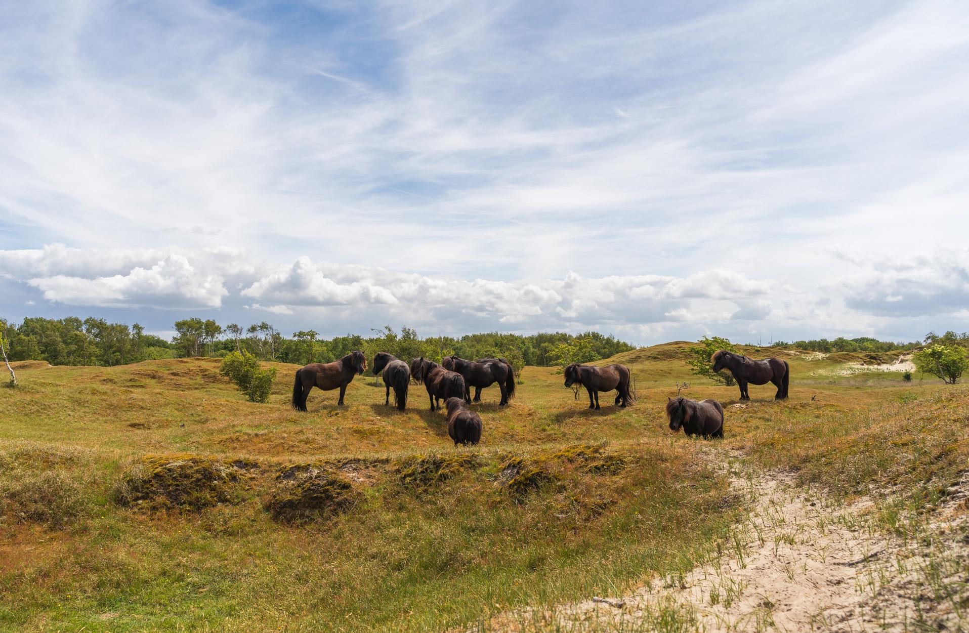 Naturschutzgebiet Zeepeduinen Schouwen-Duiveland