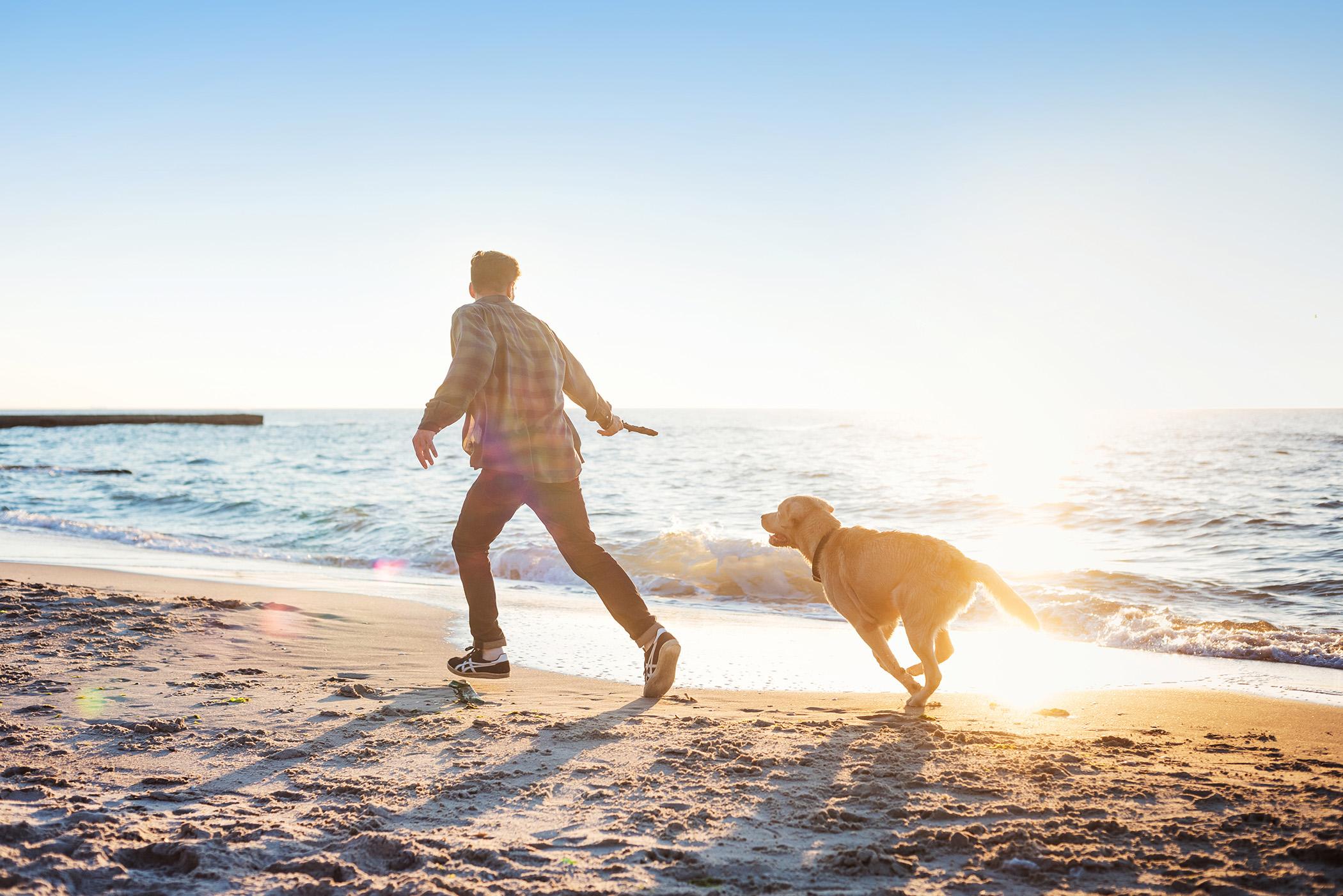 Zeeland mit Hund