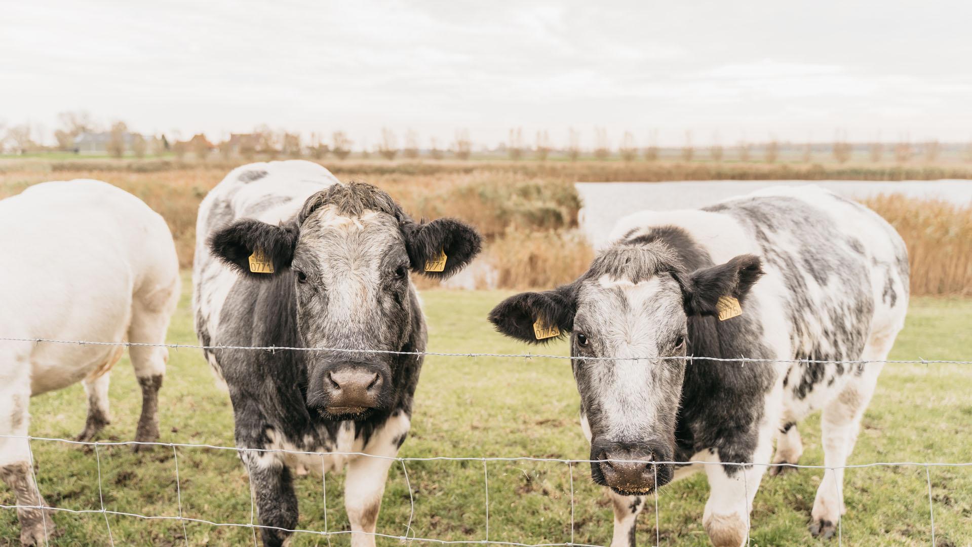 Tieren-Zeeuws-Vlaanderen