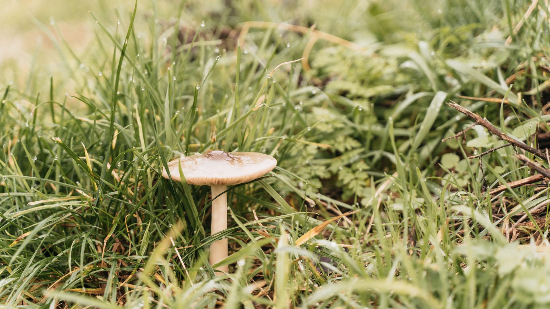 Braakman natuurgebied paddenstoel
