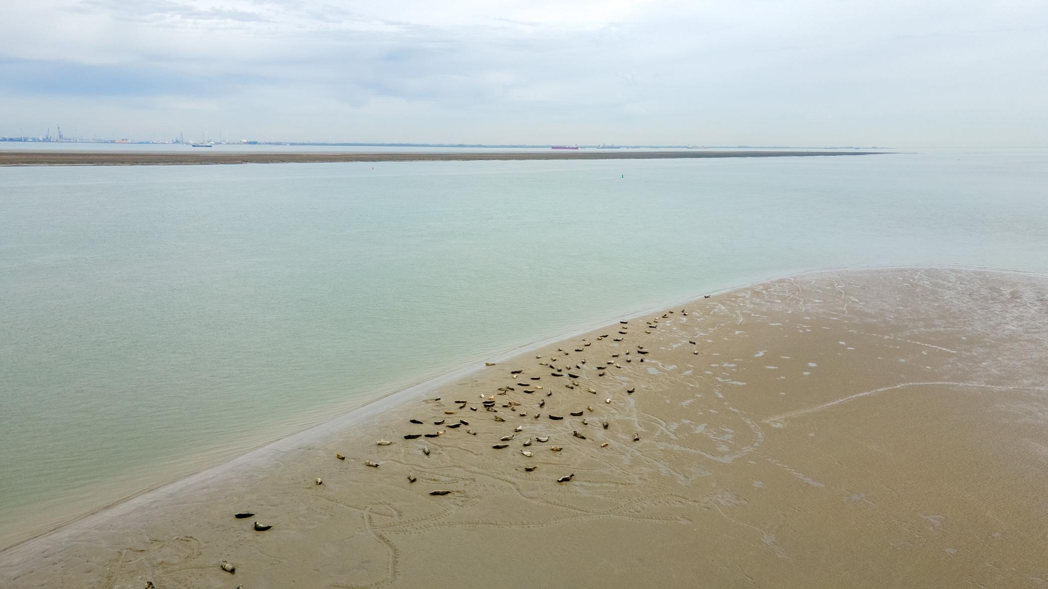 Zeehonden Hooge Plaete Westerschelde
