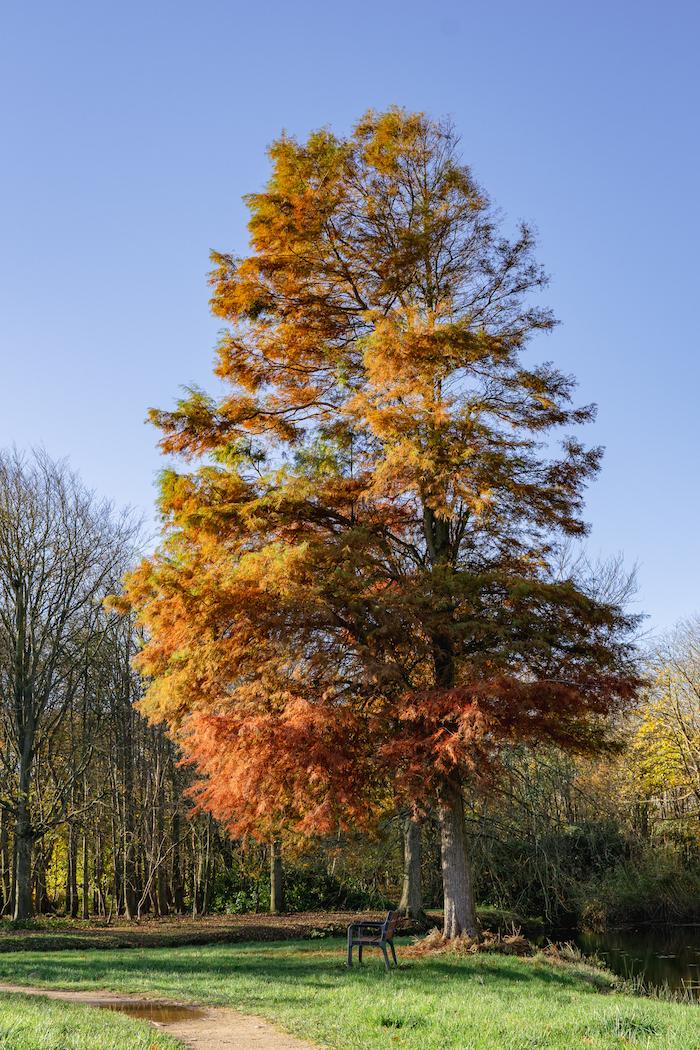 Herfst Manteling