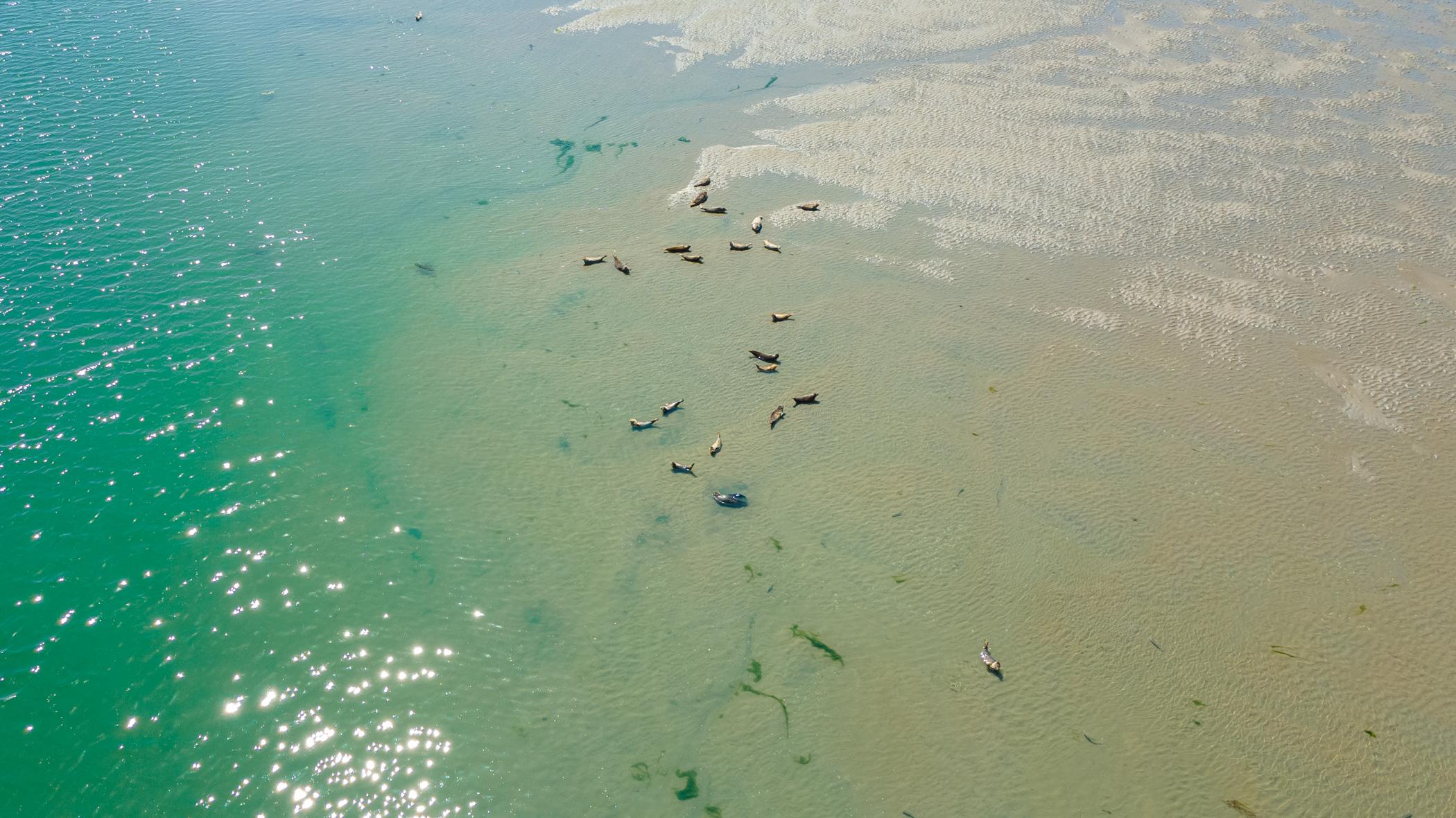 Zeehonden Oosterschelde