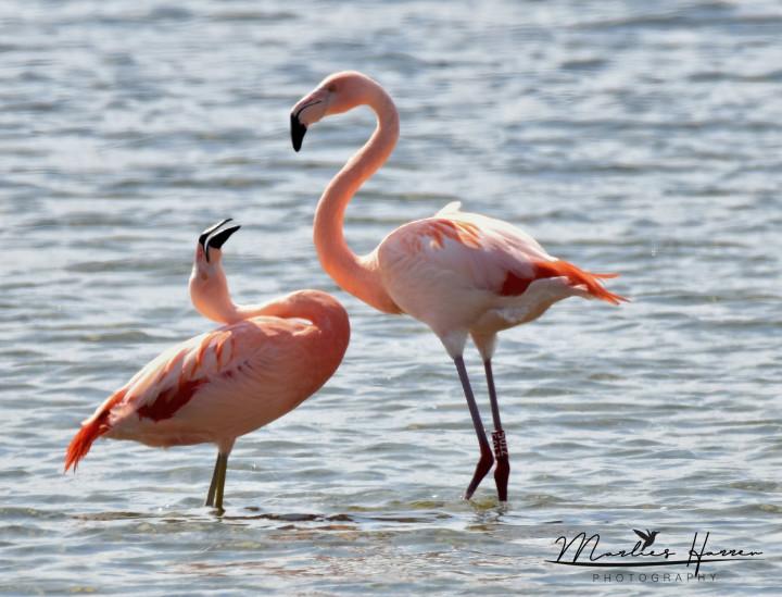 Flamingo grevelingenmeer 