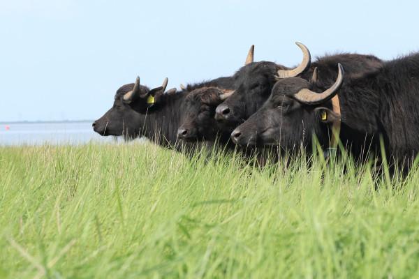 Waterbuffels Zeeuws-Vlaanderen - FREE Nature