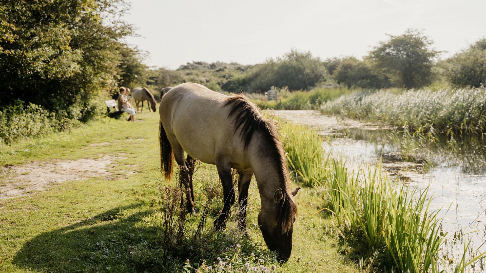 Natuurgebied Oranjezon Vrouwenpolder