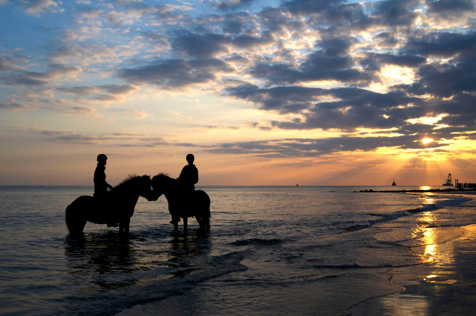 paarden in de zee zeeland