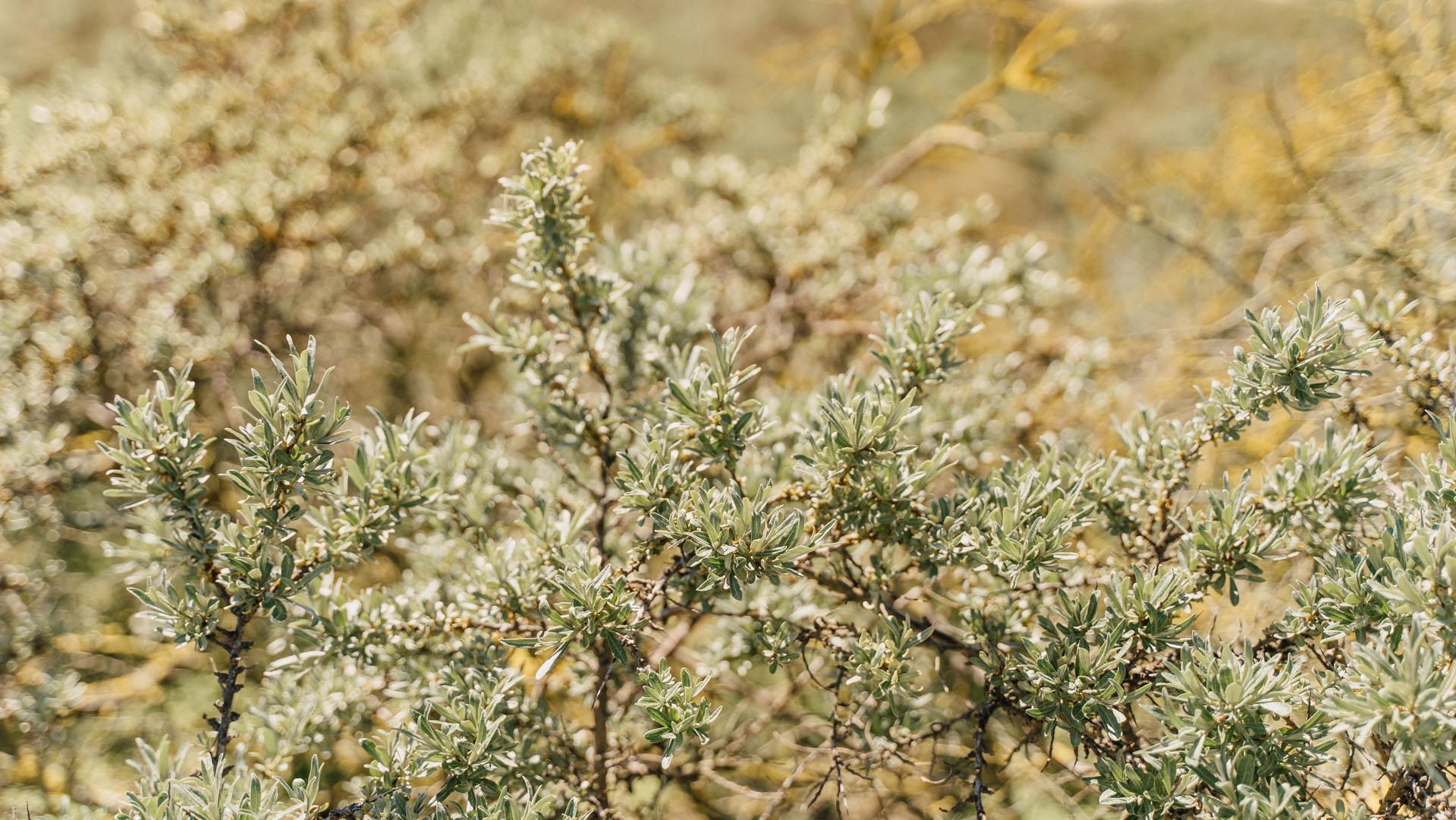 Cadzand Het Zwin Vegetation