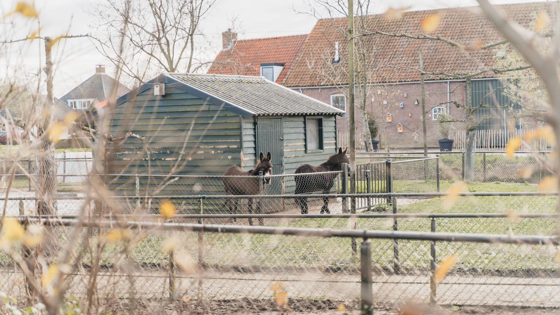 Bauernhof in der Stadt Zierikzee