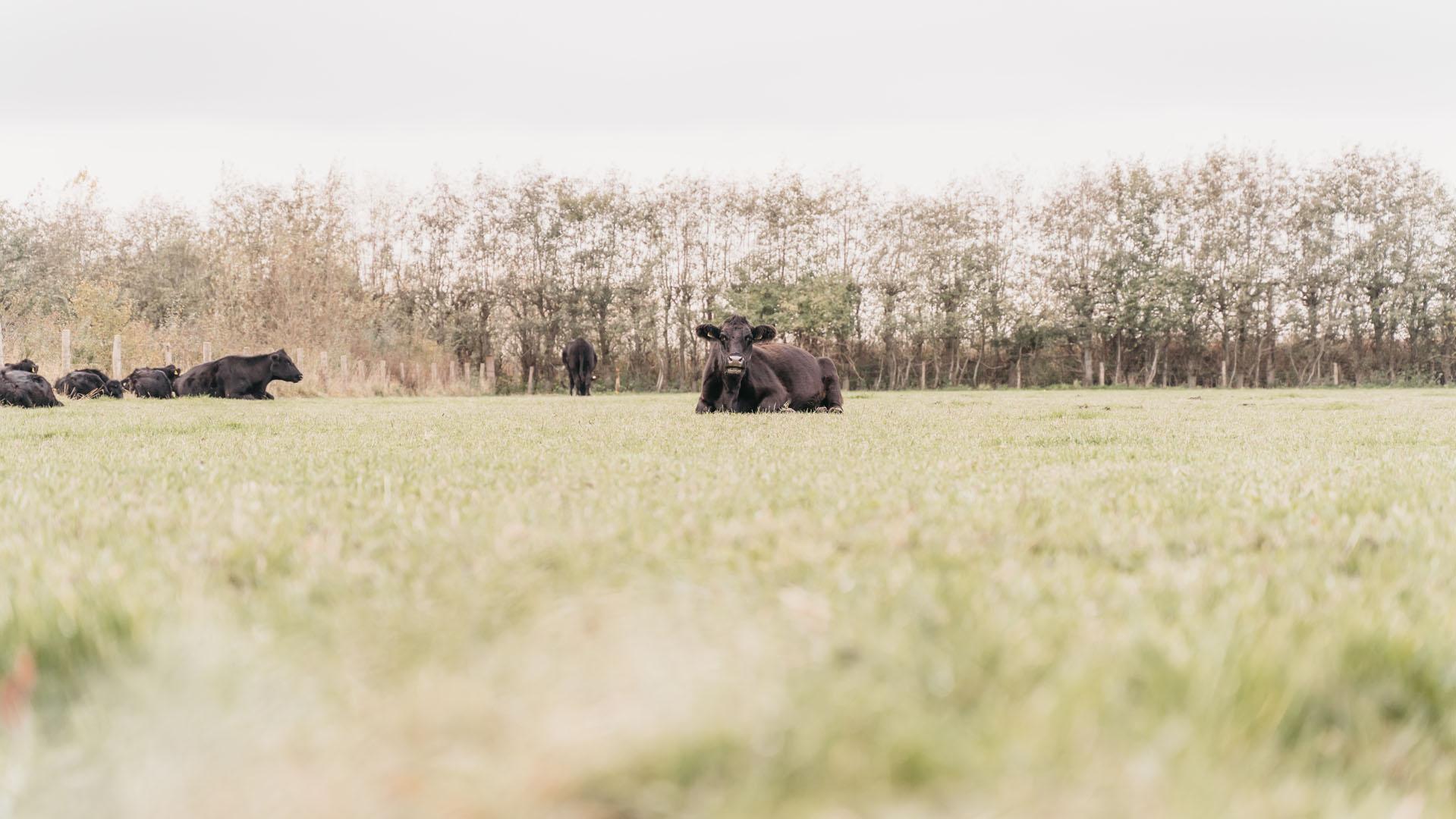 Zwaakse Weel kwadendamme