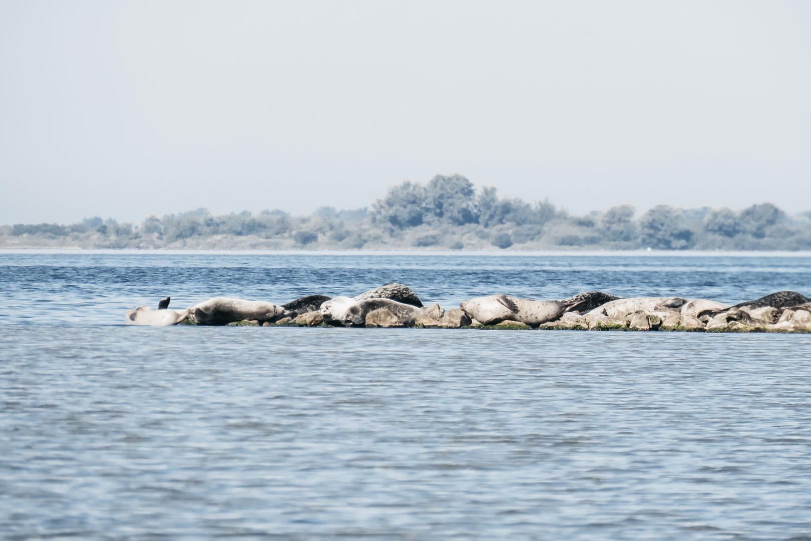 Zeehonden op stenen Zeeland