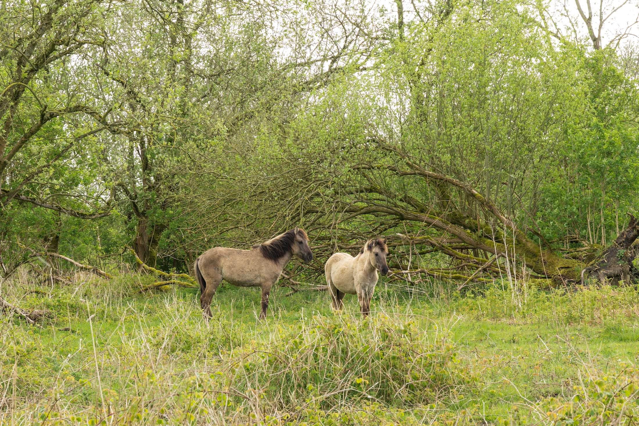 Konikspaarden Slikken van de Heen Sint Philipsland