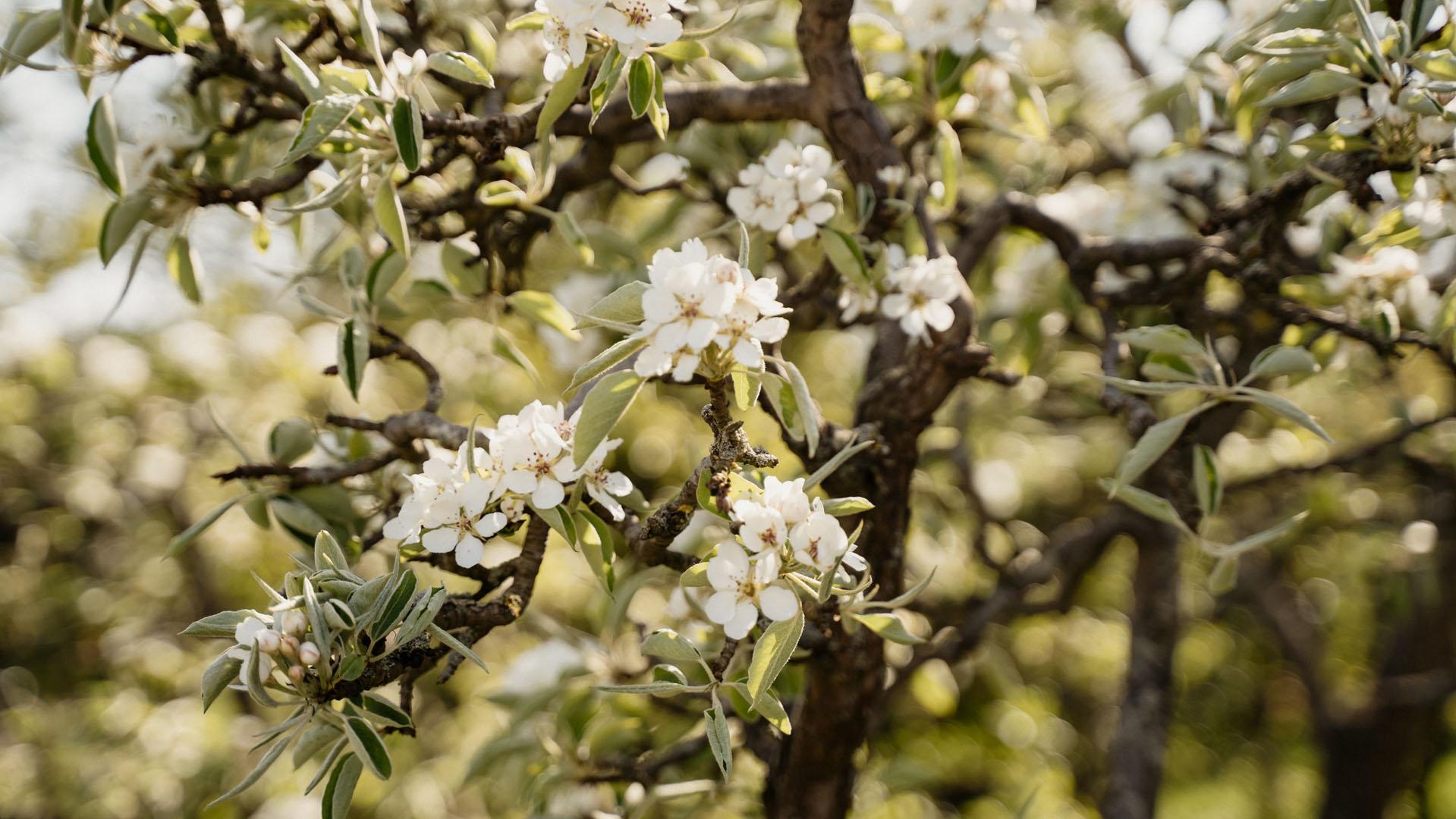 Blüte Zeeland