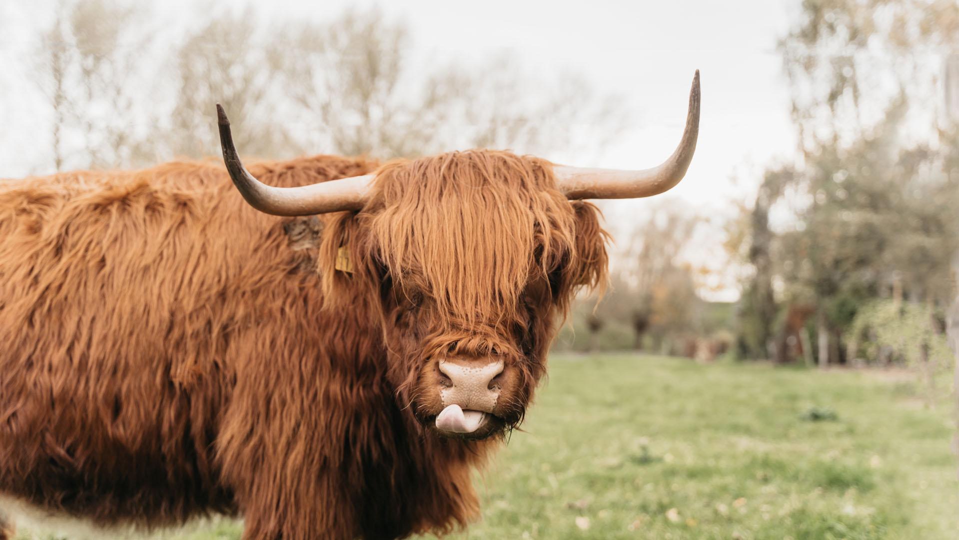 Dieren in Zeeuws-Vlaanderen