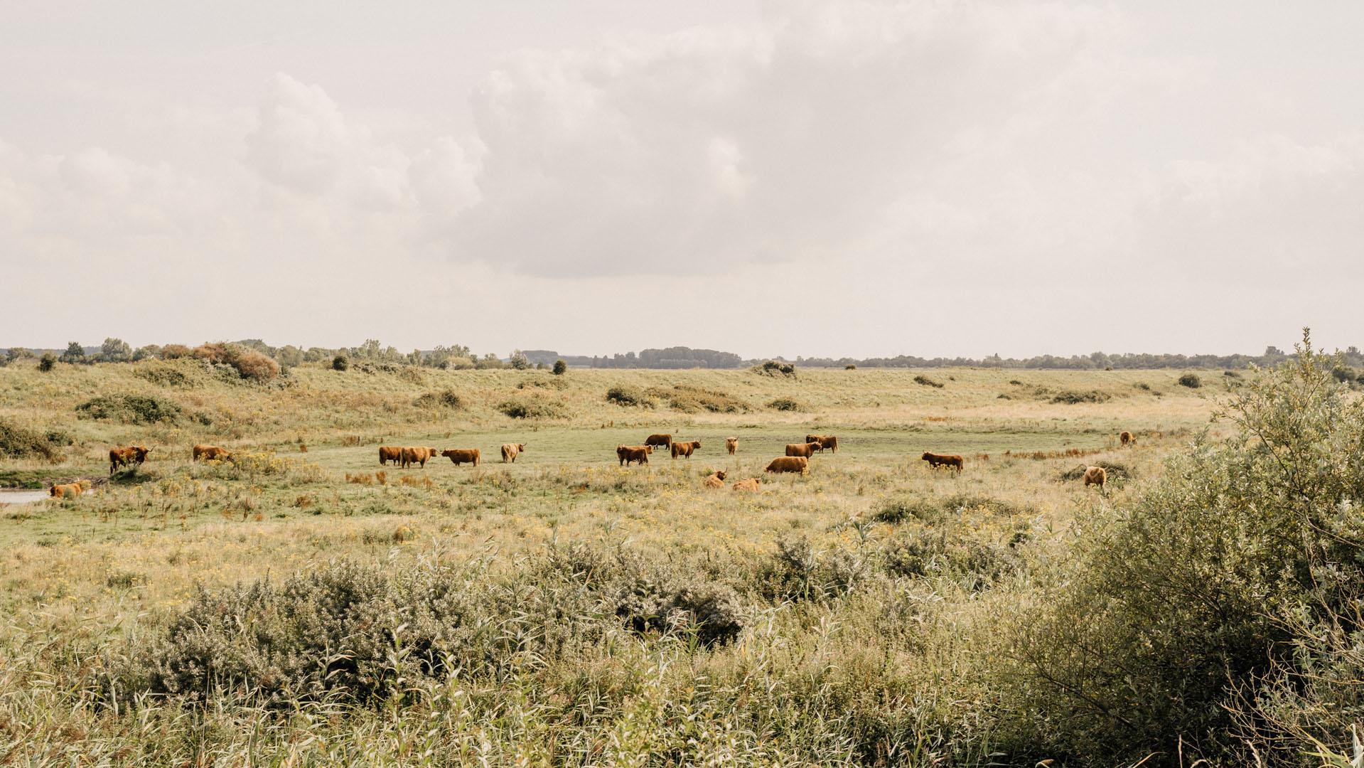 Schotse Hooglanders in natuurgebied De Schotsman