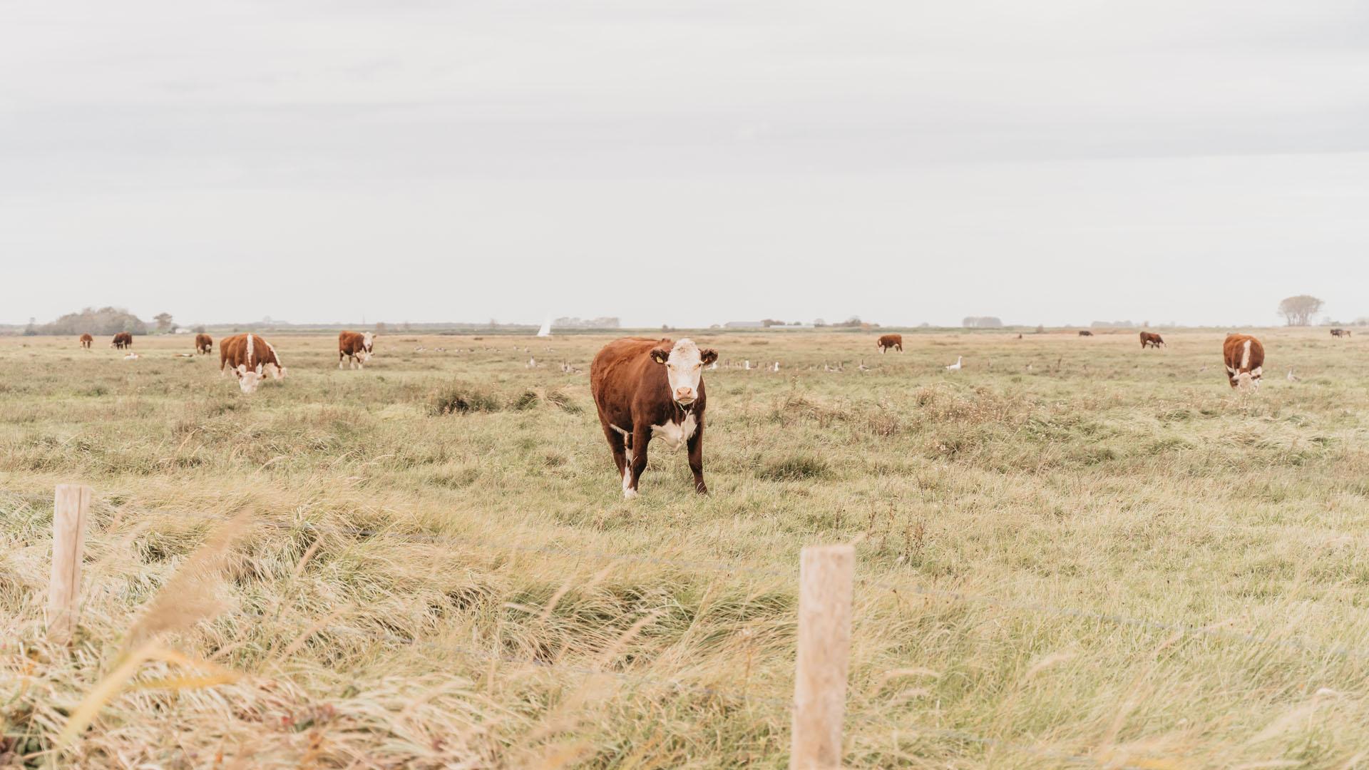 Veerse Meer Middelplaten natur