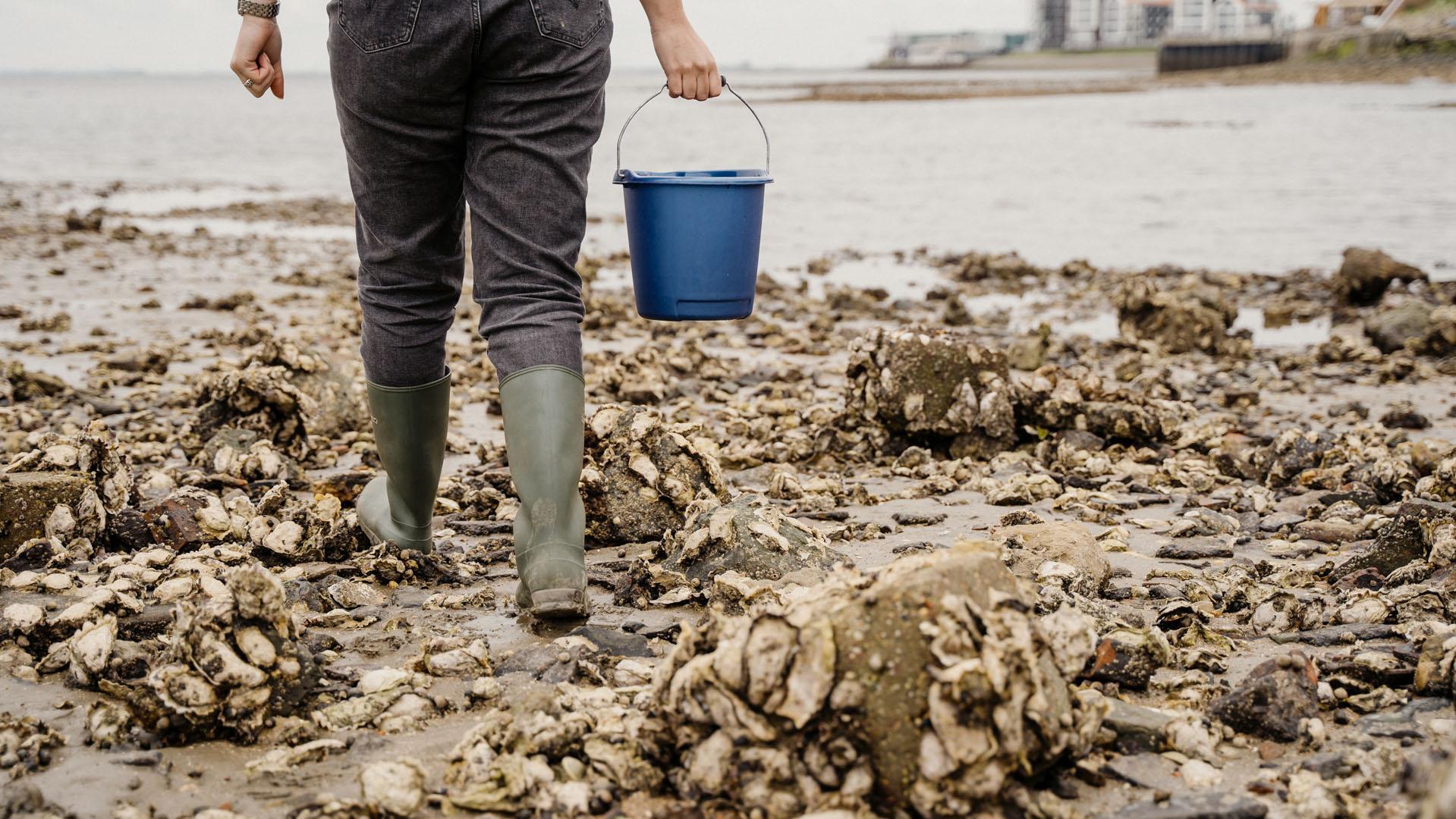 Oesters rapen Zeeland