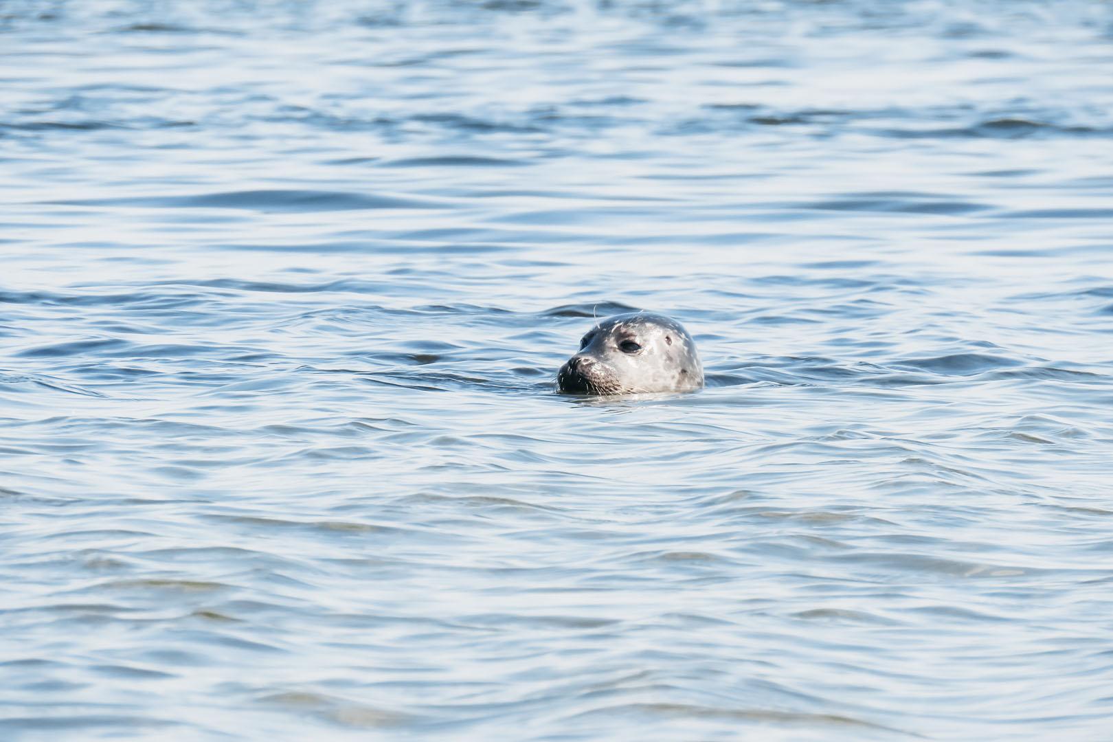 Seehunde Zeeland