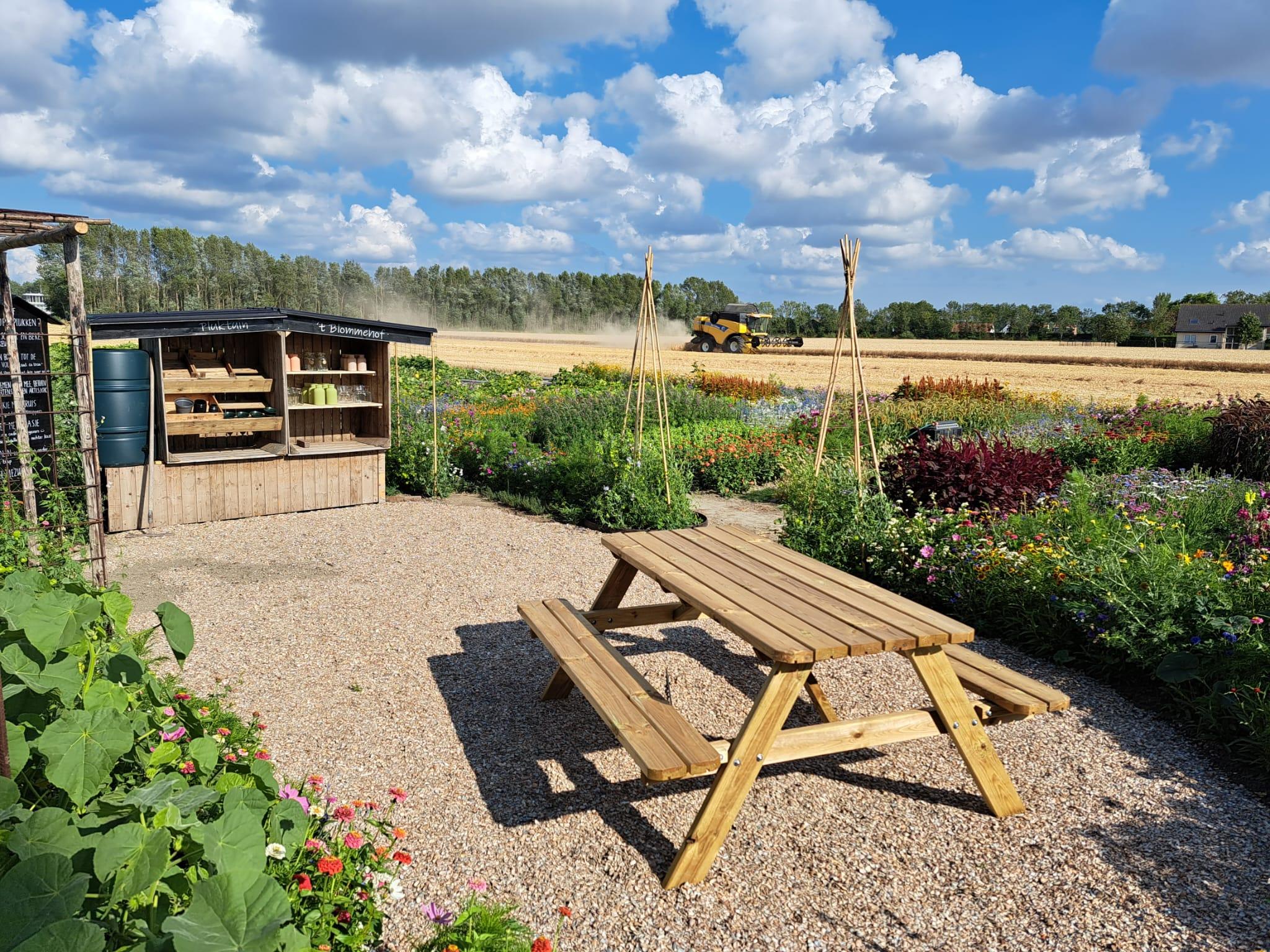 De Pompoenwinkel Geersdijk Pluktuin