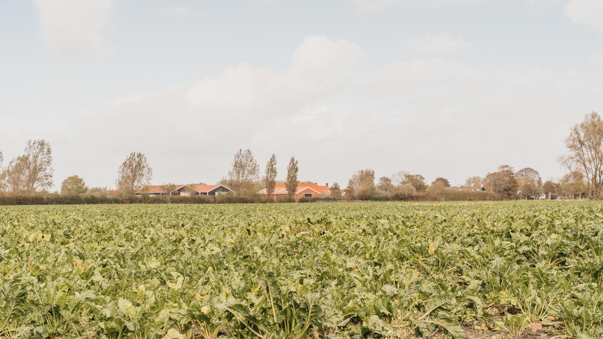 Serooskerke (W) boerderij platteland