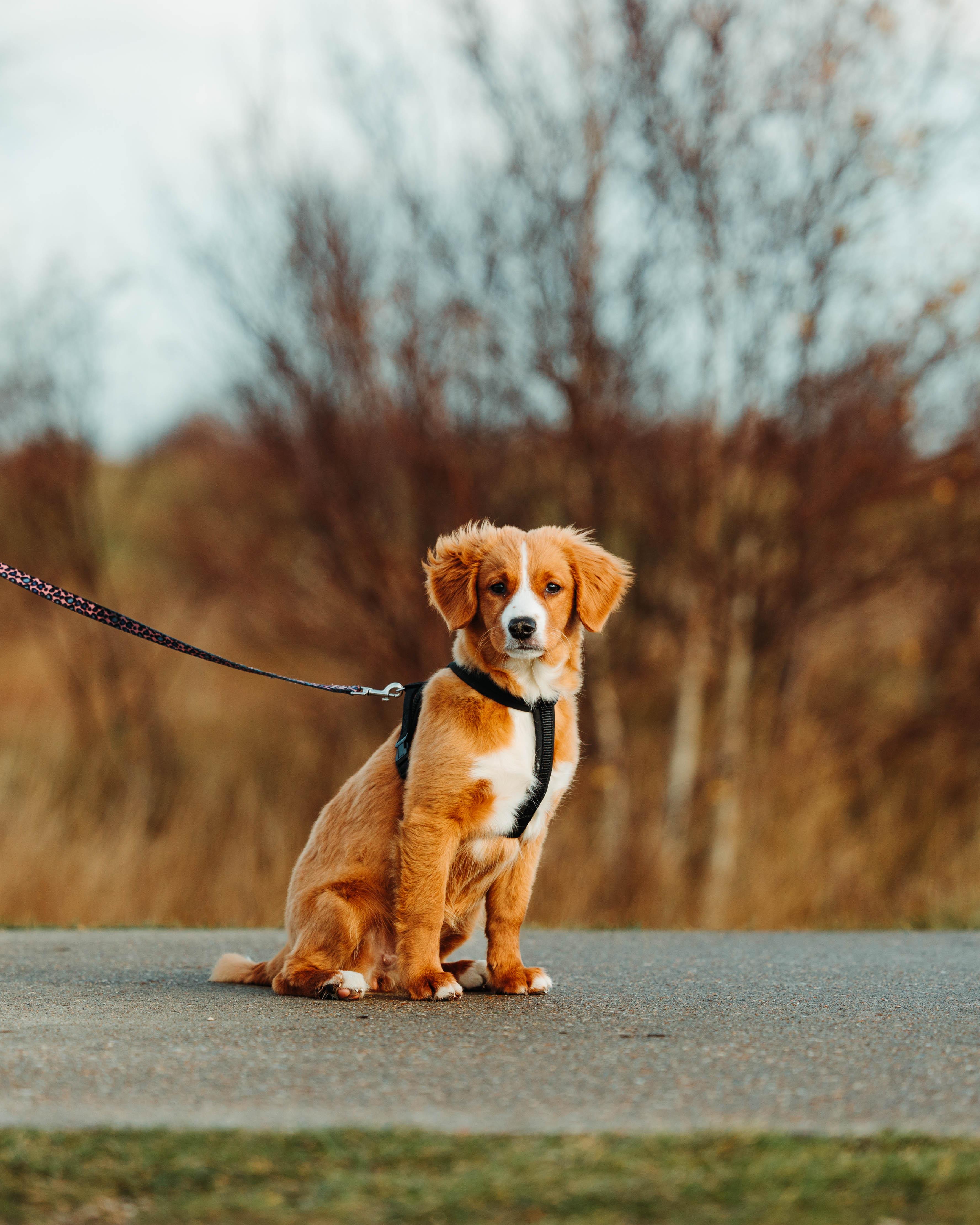 Urlaub machen mit dem Hund