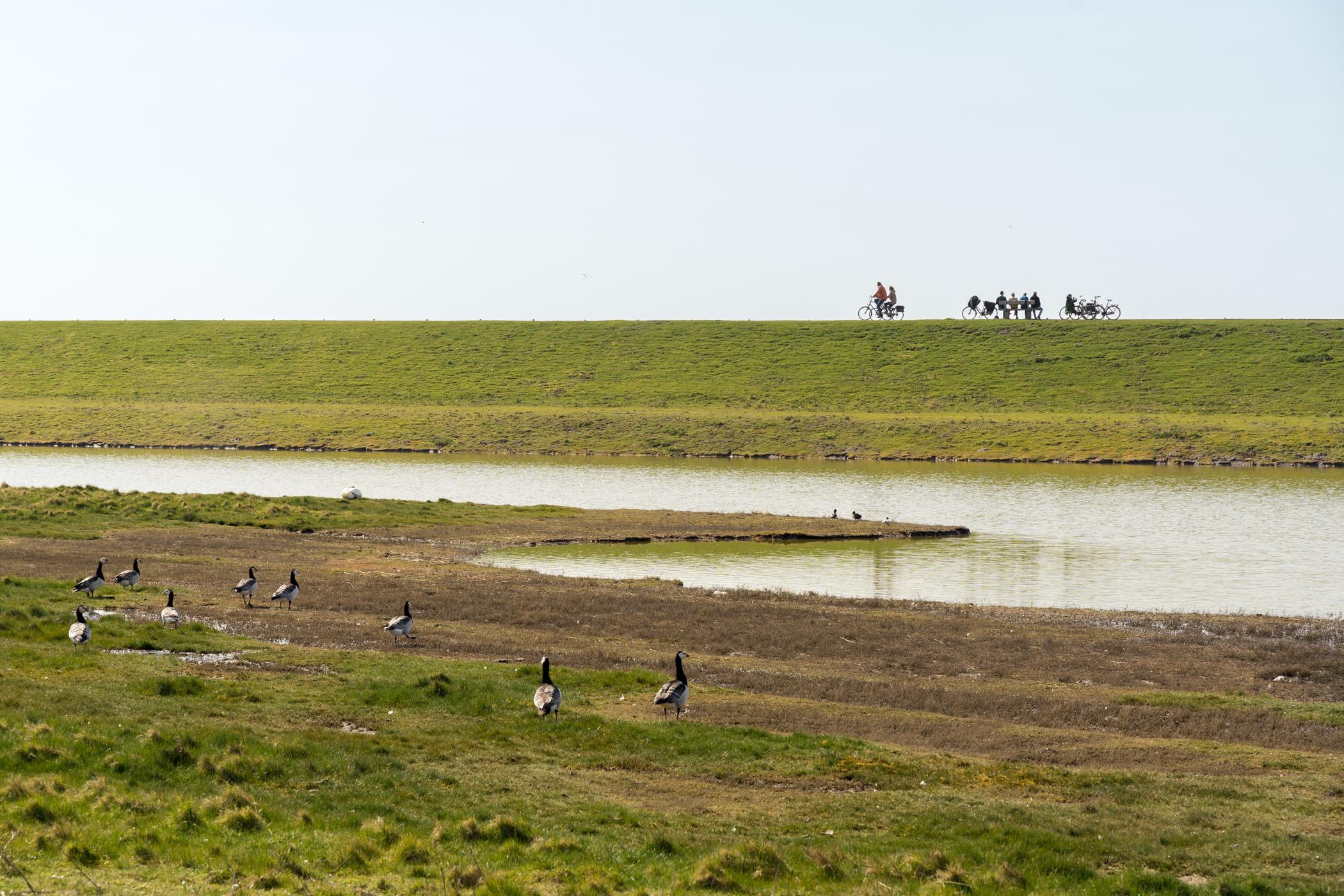 Prunjepolder Kerkwerve