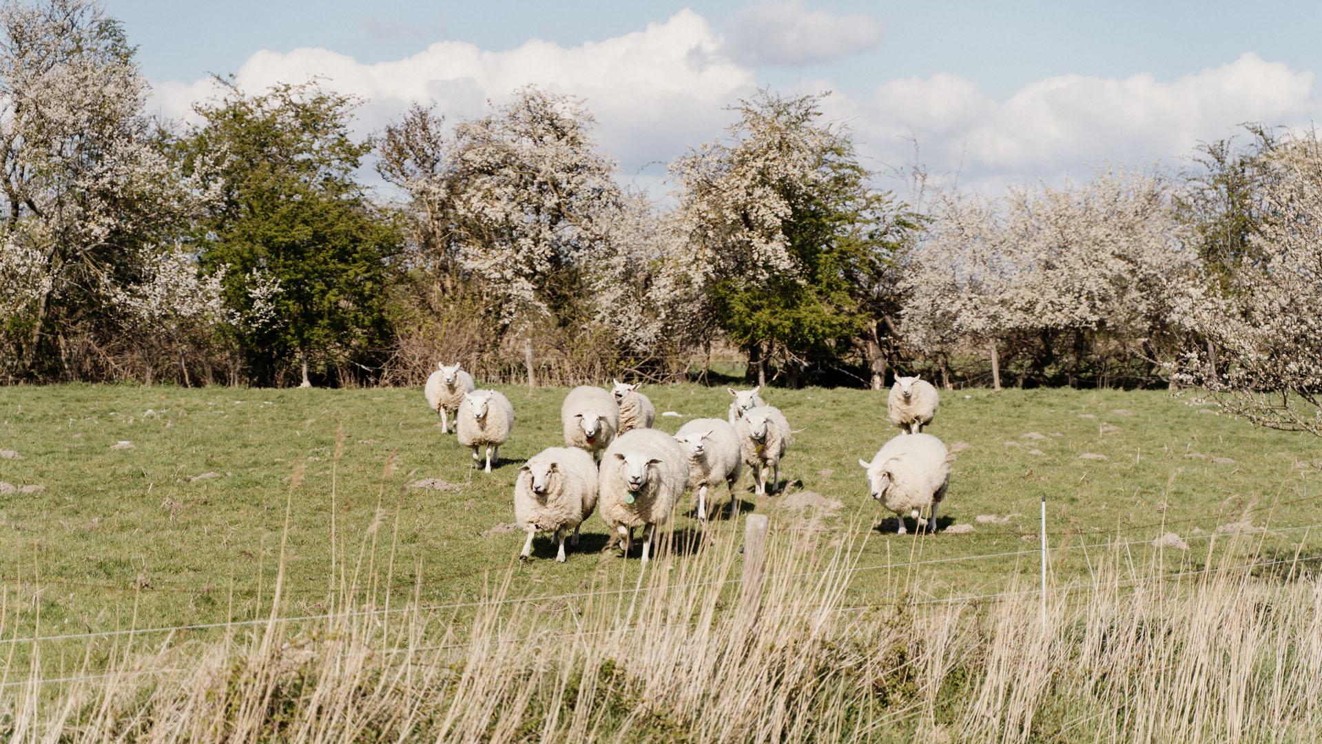 Bloesem Zwaakse Weel lente