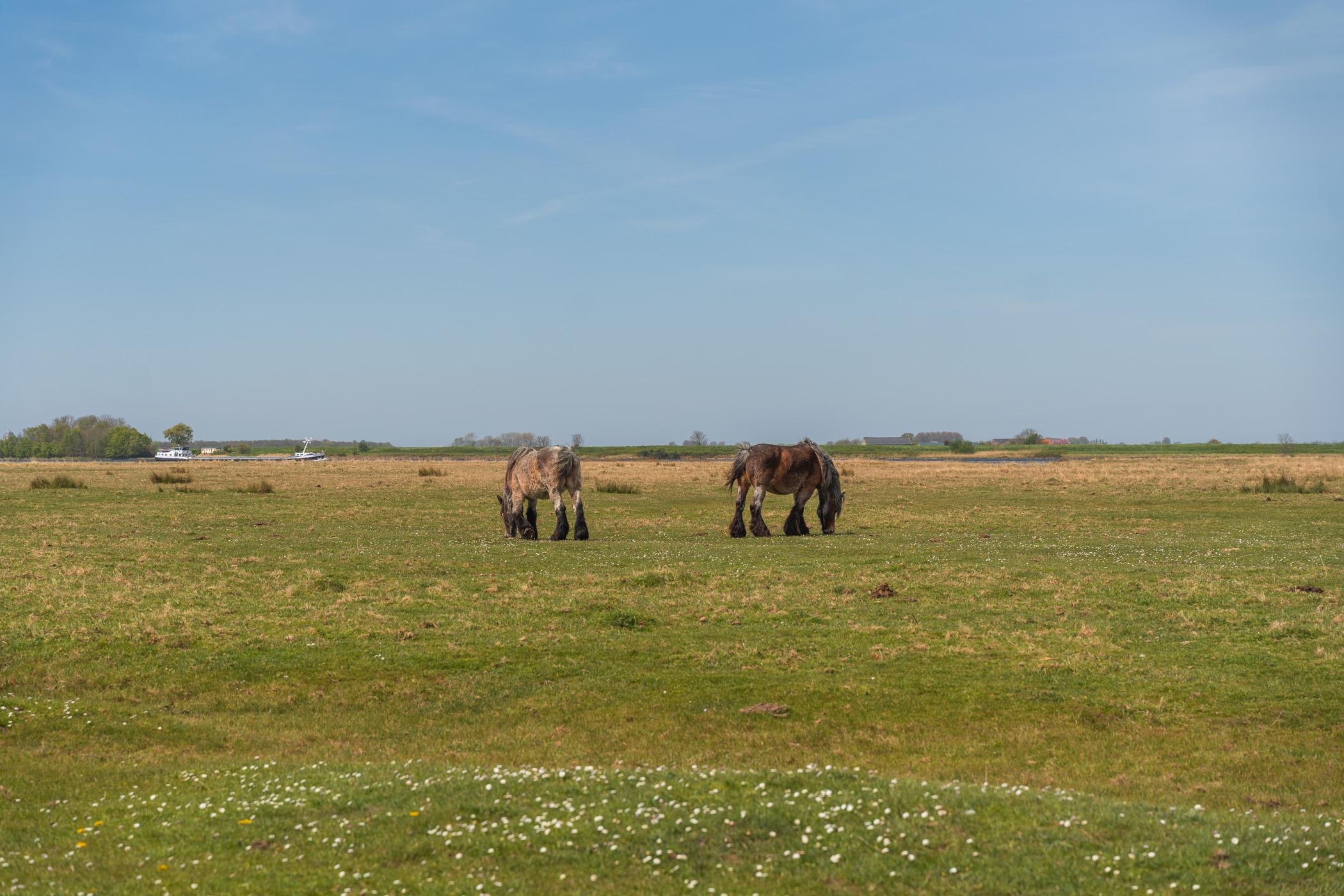 Pferde in Wolphaartsdijk Schelphoek