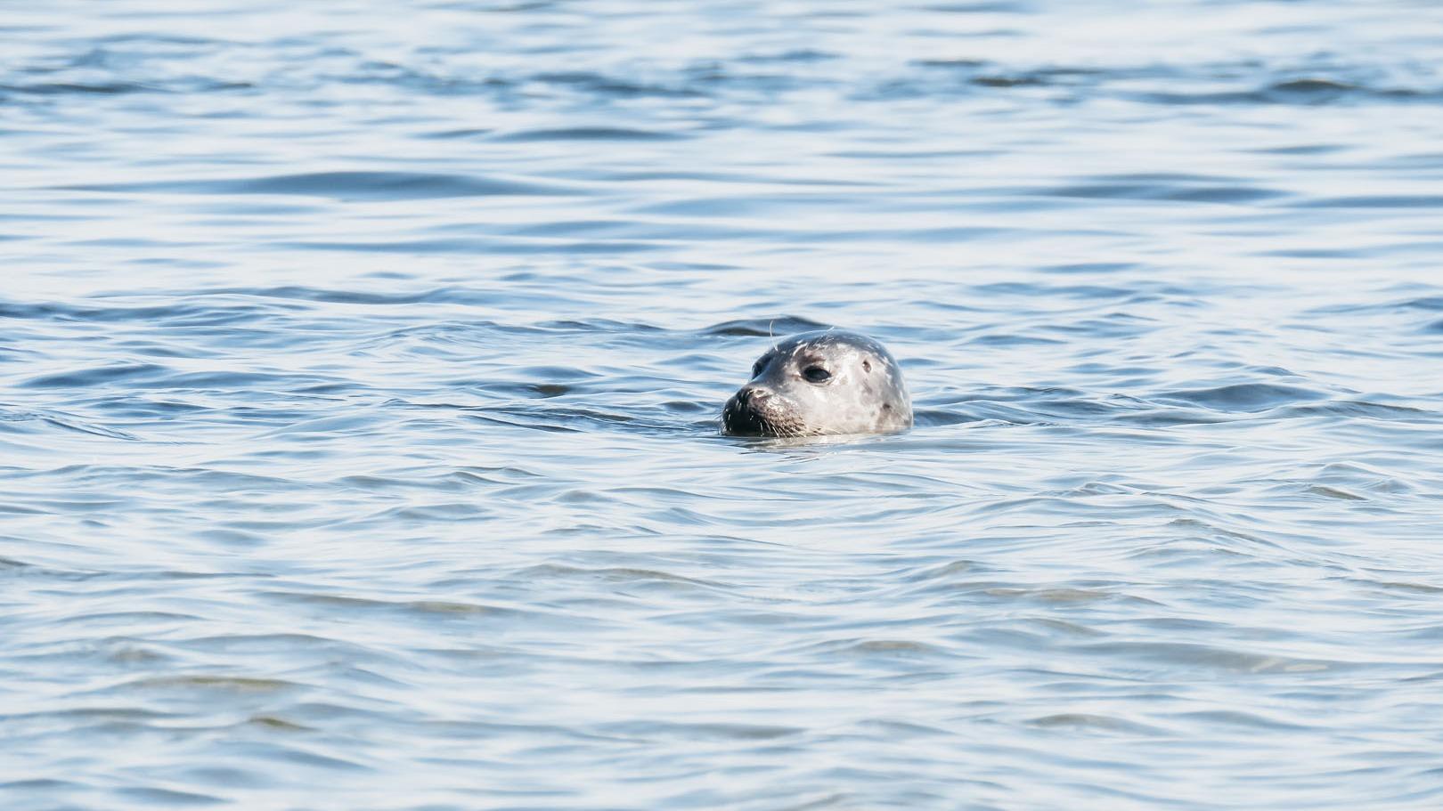 Zeehond in het water