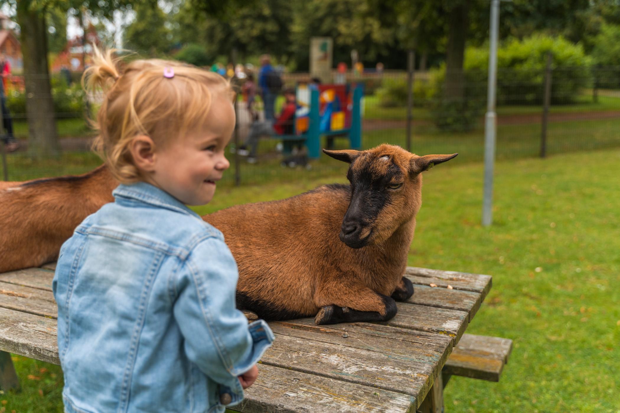 Streichelzoo Hollandsche Hoeve